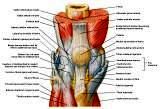 Anatomie: heup,bovenbeen,knie,onderbeen,enkel,voet,acetabulum,collum femoris,trachanter,femur,epicondyl,meniscus,kruisband,cruciate ligament,patella,knieschijf,tibia,fibula,malleolus,talus,calcaneus,tarsus,metatarsus,phalanx,falanx,quadriceps femoris,rectus femoris,sartorius,tensor fasciae latae,tractus iliotibialis,biceps femoris,gastrocnemius,semimembranosus,semitendinosus,soleus,suralis,vena saphena parva,vena saphena magna,sciatic,ischiadicus,peronea